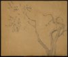 1914 - Albero di ulivo